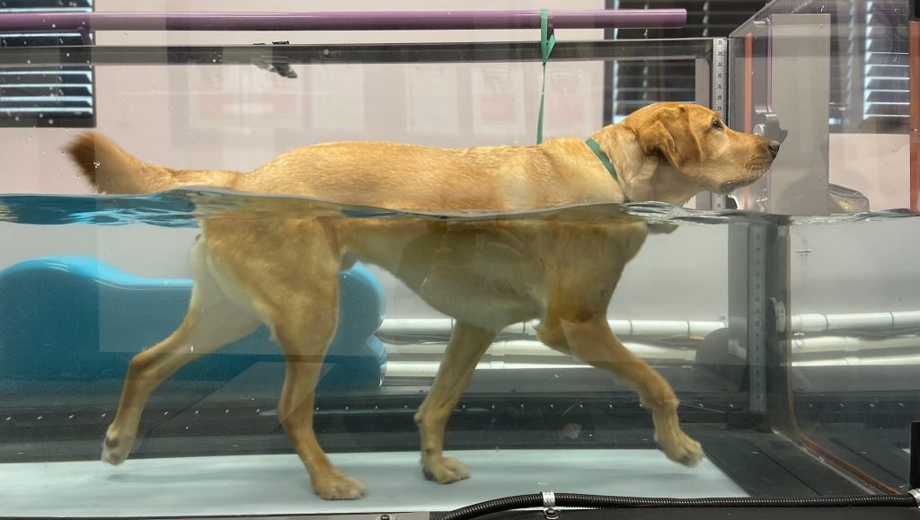 Hund som går i en vattenrehabiliterande löpband – specialbygge